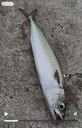 サバの釣果