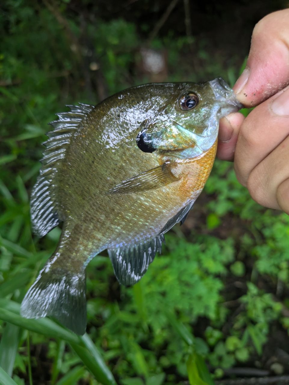 ブルーギル