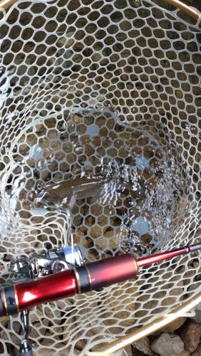 レインボートラウトの釣果