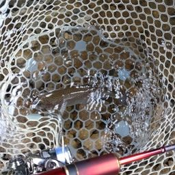 レインボートラウト