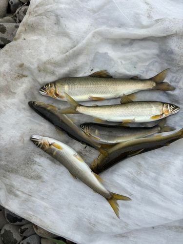 アユの釣果