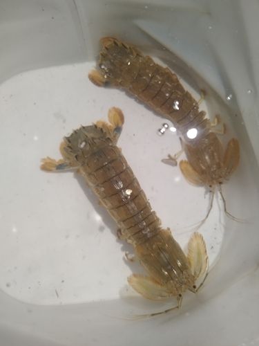 シャコの釣果