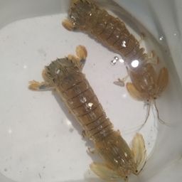 シャコ