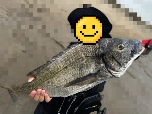 クロダイ