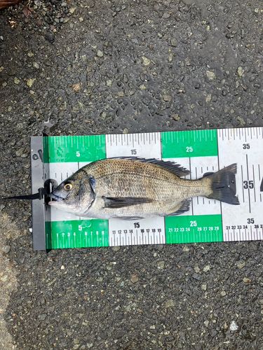 チヌの釣果