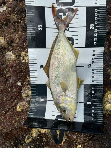 ネリゴの釣果