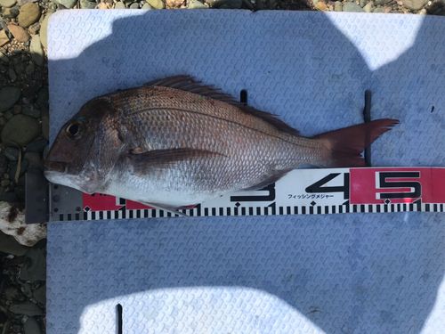 マダイの釣果