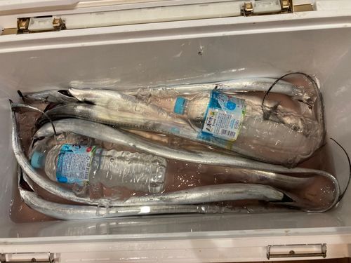 タチウオの釣果