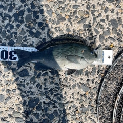 クロの釣果