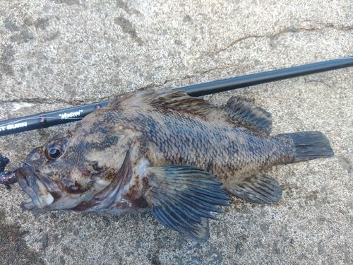ハチガラの釣果