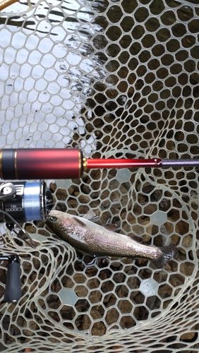 レインボートラウトの釣果