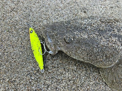 マゴチの釣果