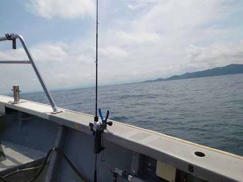 キジハタの釣果