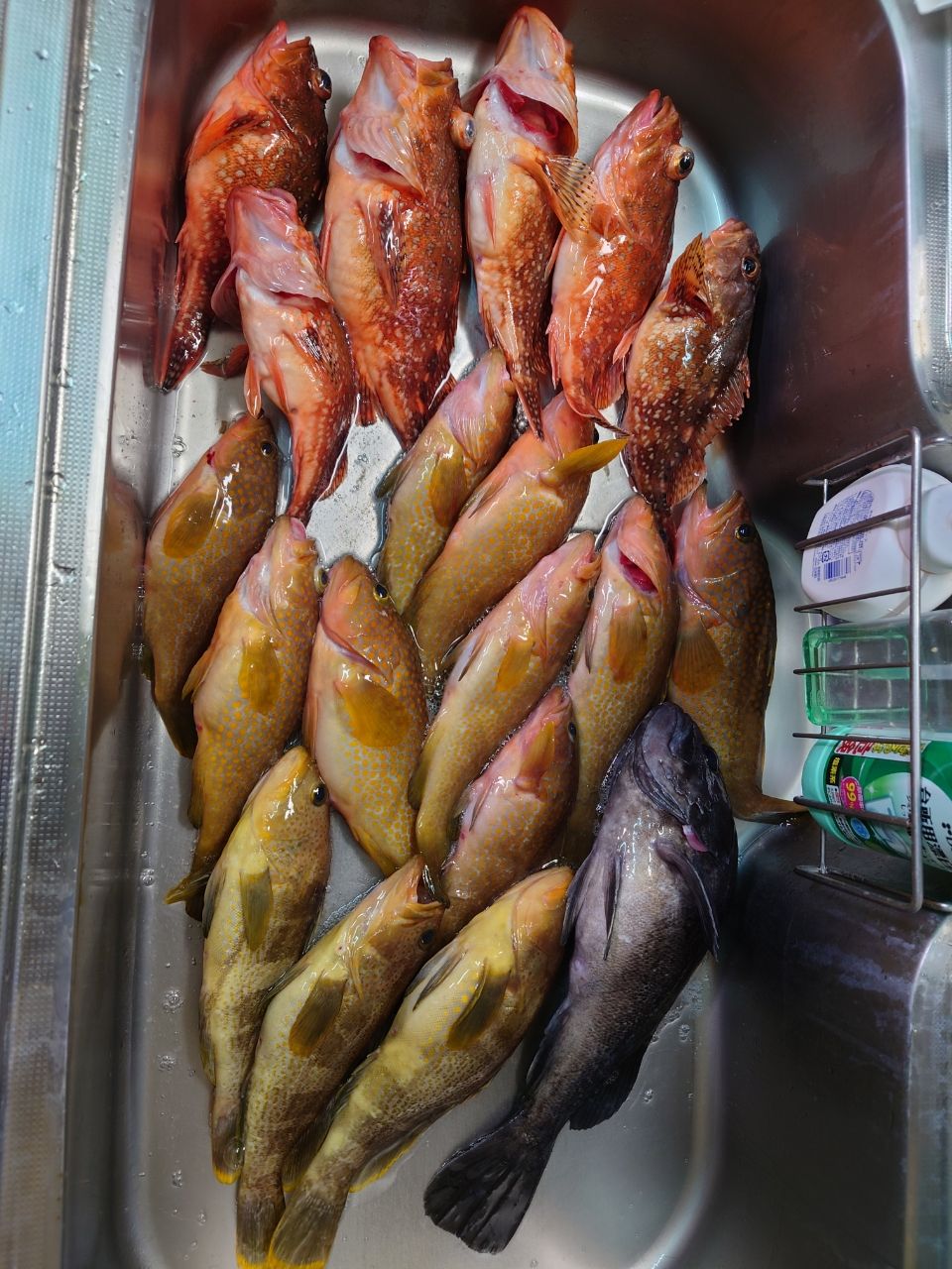 クロタカさんの釣果 2枚目の画像