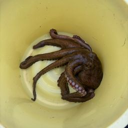 タコ