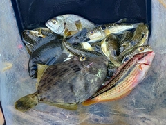 クサフグの釣果