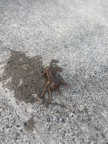 キスの釣果