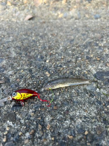マハゼの釣果