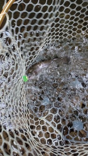 レインボートラウトの釣果