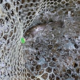 レインボートラウト