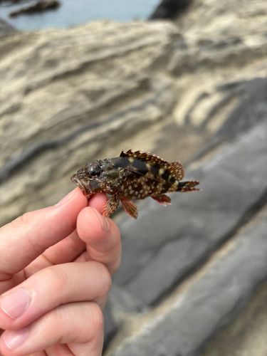ネンブツダイの釣果