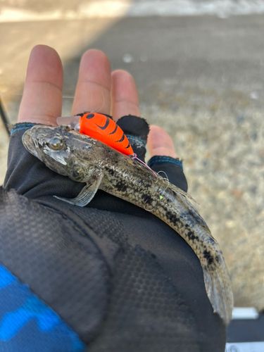 ウロハゼの釣果
