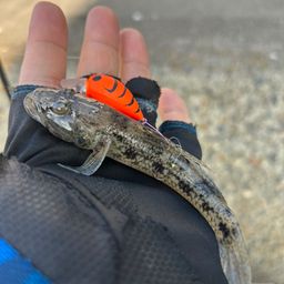 ウロハゼ