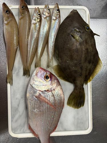 キスの釣果