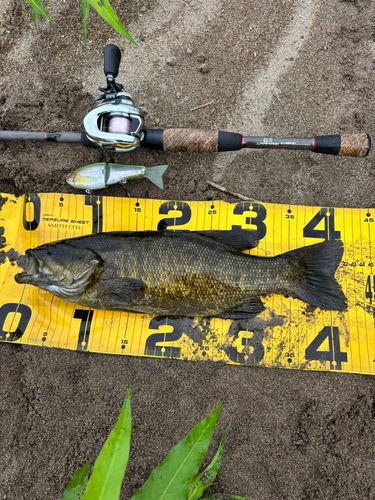 スモールマウスバスの釣果