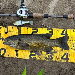 スモールマウスバス