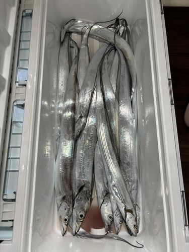 タチウオの釣果