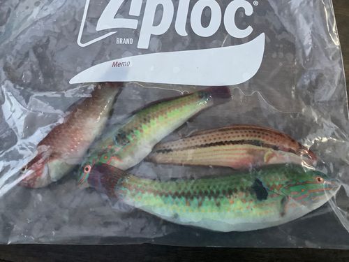 キュウセンの釣果
