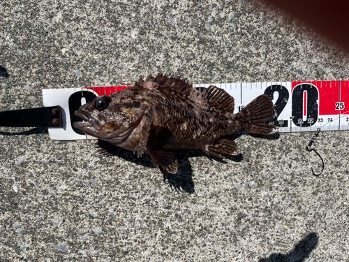 ムラソイの釣果