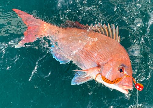 マダイの釣果
