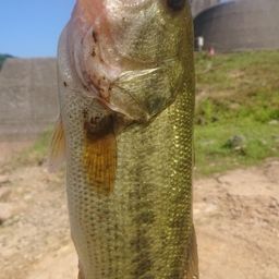 ラージマウスバス