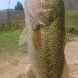 ラージマウスバス