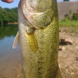 ラージマウスバス