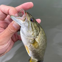 スモールマウスバス