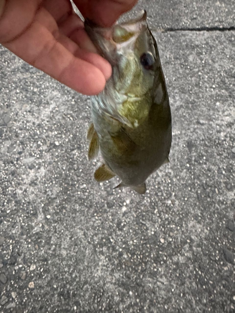 スモールマウスバス