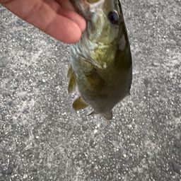 スモールマウスバス