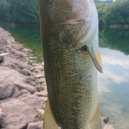 ラージマウスバス