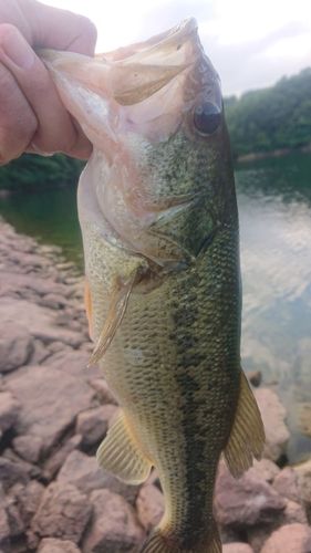 ラージマウスバスの釣果
