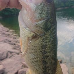 ラージマウスバス