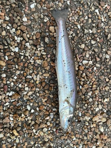 シロギスの釣果