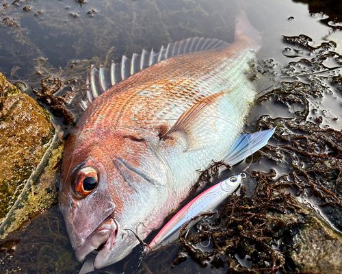 タイの釣果