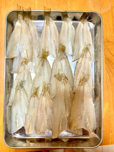 シロギスの釣果