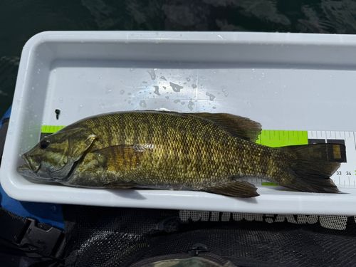 スモールマウスバスの釣果
