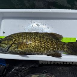 スモールマウスバス