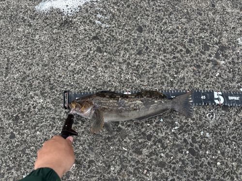 アブラコの釣果