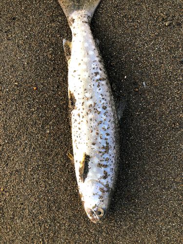 アメマスの釣果